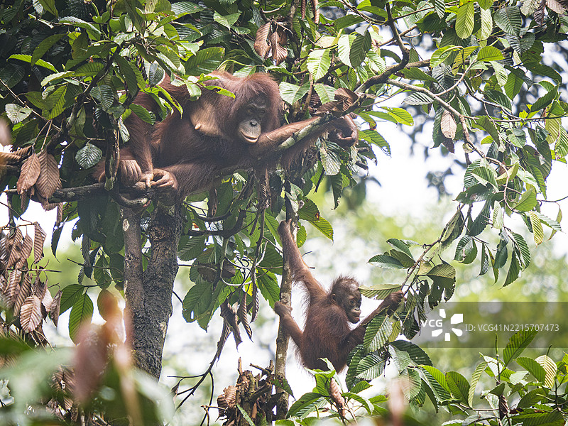 婆罗洲Sepilok雨林中的野生雌性猩猩（Pongo pygmaeus）与幼猩猩。图片素材