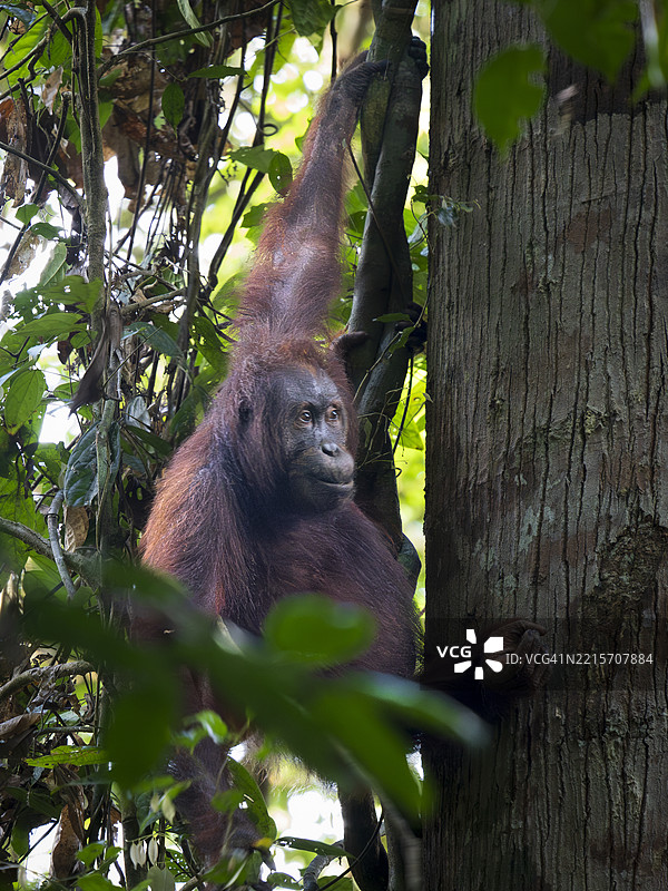 婆罗洲丹纳姆谷的野生猩猩（红猩猩）图片素材