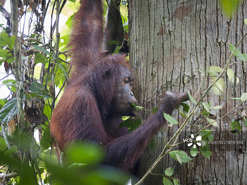 婆罗洲丹纳姆谷的野生猩猩（红猩猩）图片素材