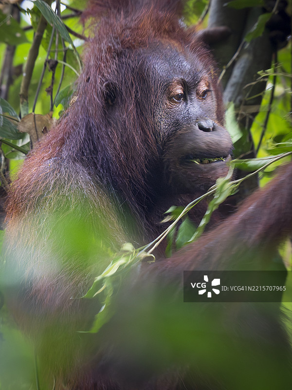 婆罗洲丹纳姆谷雨林中的野生猩猩（红猩猩）图片素材