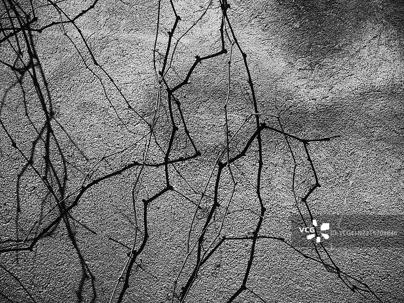 植物的茎在灰色墙壁上投下阴影。阳光。黑与白。法国上萨瓦省埃维昂莱班。4:3格式。图片素材