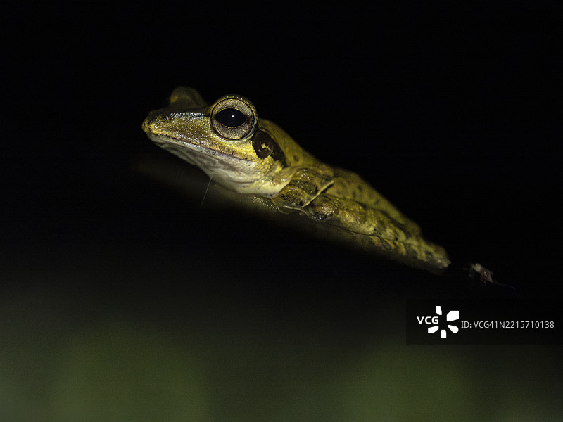 婆罗洲的耳叶树蛙（Polypedates otilophus）肖像图片素材