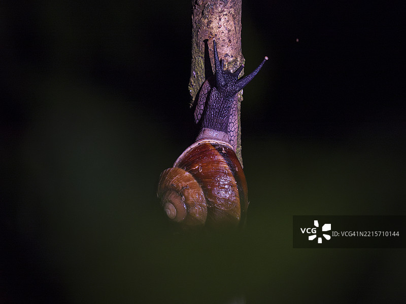 在婆罗洲雨林中爬树的蜗牛图片素材
