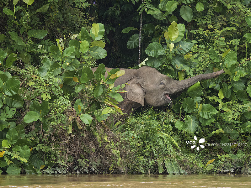 婆罗洲侏儒象（Elephas maximus）在婆罗洲基纳巴塘河边觅食图片素材