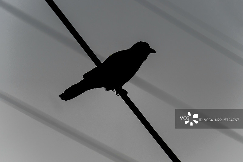 黑色乌鸦在电线上图片素材