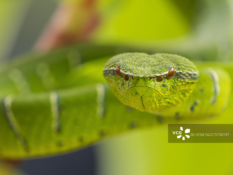 婆罗洲鳞甲绿树蛇（Tropidolaemus subannulatus）的特写肖像，婆罗洲图片素材
