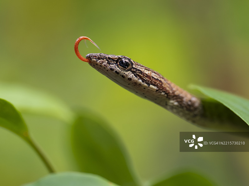 特写红色鞭蛇（Dryophiops rubescens），婆罗洲图片素材