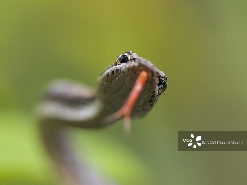 近距离拍摄红色鞭蛇（Dryophiops rubescens），婆罗洲图片素材