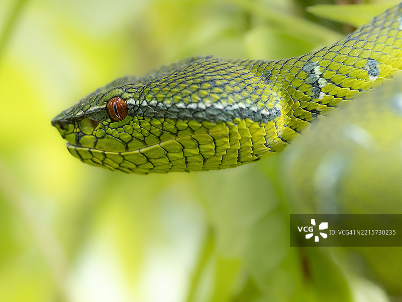 婆罗洲鳞甲绿树蛇（Tropidolaemus subannulatus）的特写肖像，婆罗洲图片素材