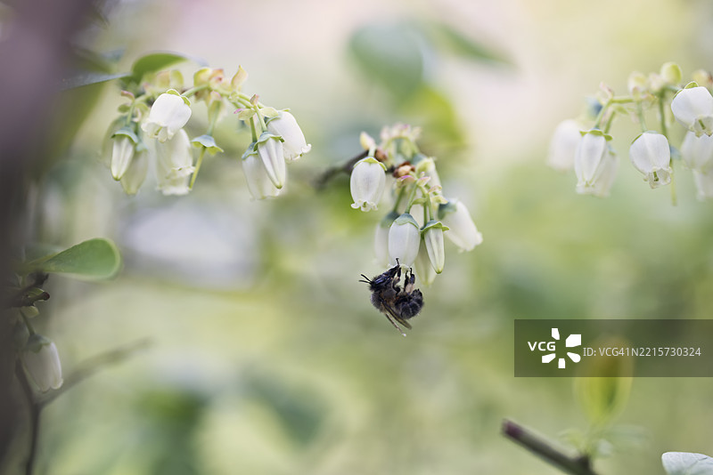 蜜蜂在阳光明媚的花园中采集高丛蓝莓（Vaccinium corymbosum）花朵的花蜜特写镜头图片素材
