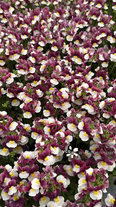 盛开的多色摩洛哥金雀花（Linaria maroccana）特写图片素材
