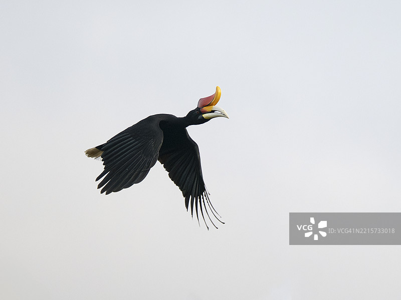 犀鸟（Buceros rhinoceros）在飞行中，婆罗洲图片素材