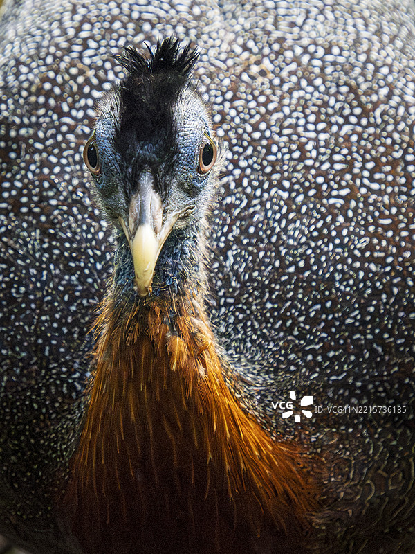 雄性大孔雀（Argusianus argus）的特写镜头图片素材