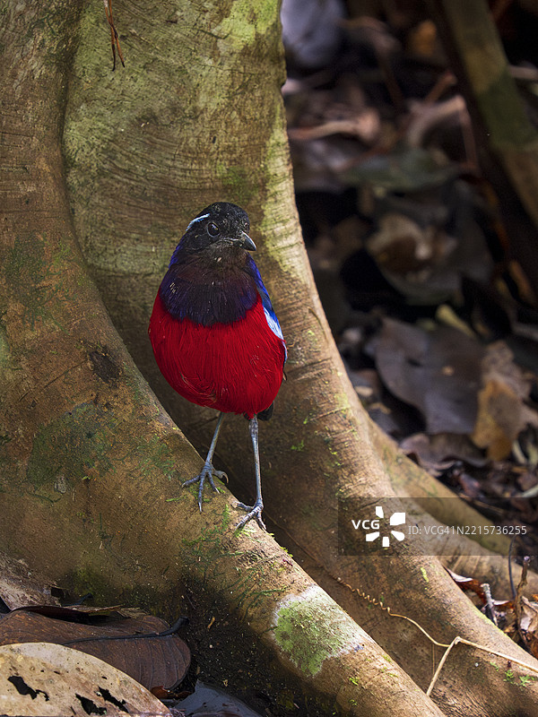 黑冠鹦鹉（Erythropitta ussheri）在婆罗洲的雨林地面上图片素材