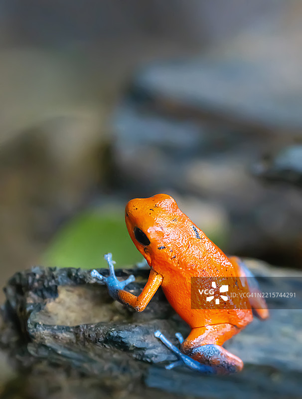 热带雨林中的草莓毒箭蛙图片素材