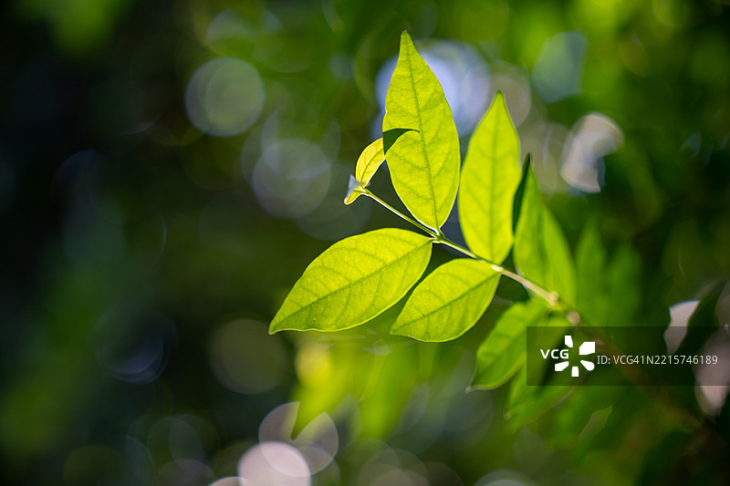 绿色叶子作为背景。自然叶子。绿色热带森林。图片素材