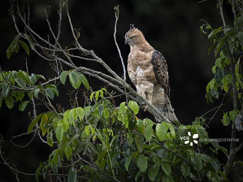 华莱士鹰鹫（Nisaetus nanus）栖息在树枝上，婆罗洲图片素材