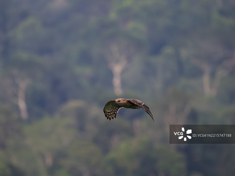华莱士鹰（Nisaetus nanus）在婆罗洲的戈曼通洞外捕猎皱唇游隼（Mops plicatus）图片素材