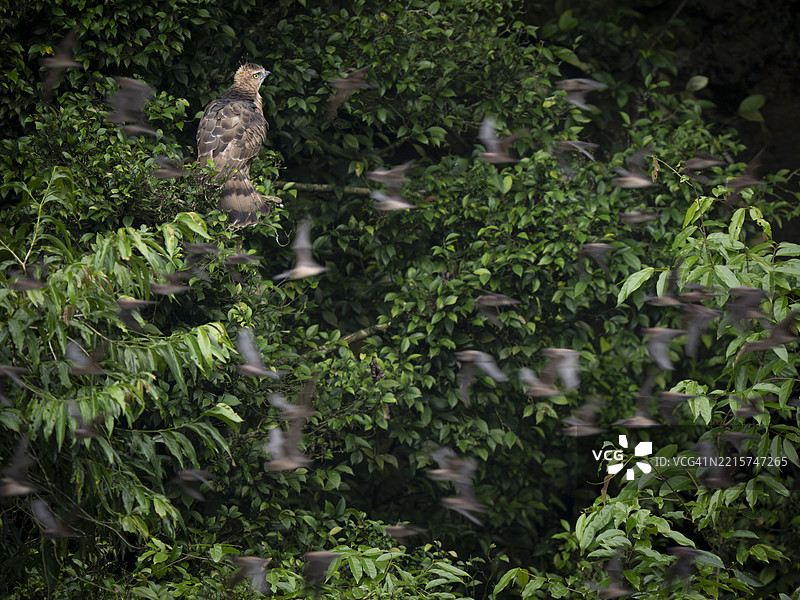 华莱士鹰雕（Nisaetus nanus）栖息在婆罗洲的戈曼通洞外，周围飞翔着皱唇游隼（Mops plicatus）。图片素材