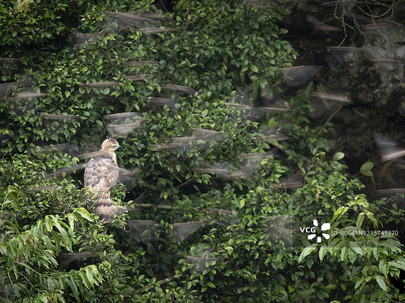华莱士鹰雕（Nisaetus nanus）栖息在婆罗洲的戈曼通洞外，周围飞翔着皱唇游隼（Mops plicatus）。图片素材