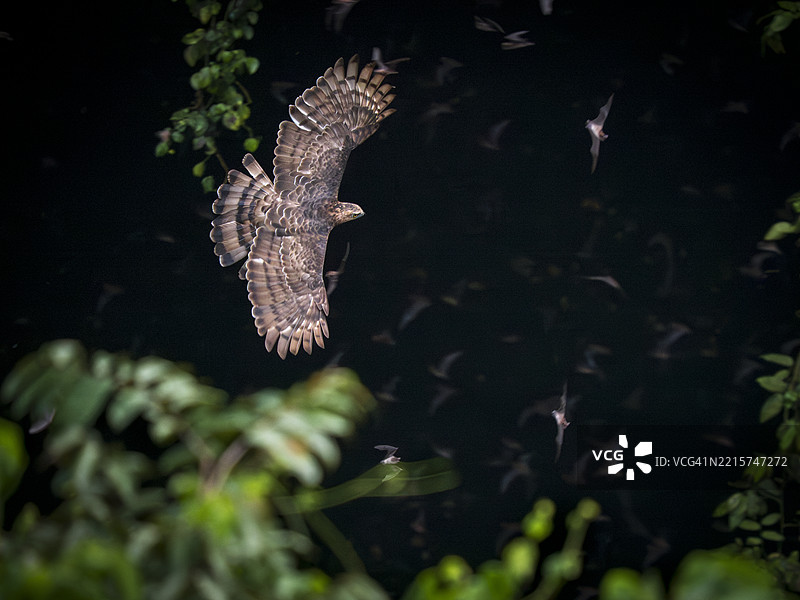 华莱士鹰（Nisaetus nanus）在婆罗洲的戈曼通洞外捕猎皱唇游隼（Mops plicatus）图片素材