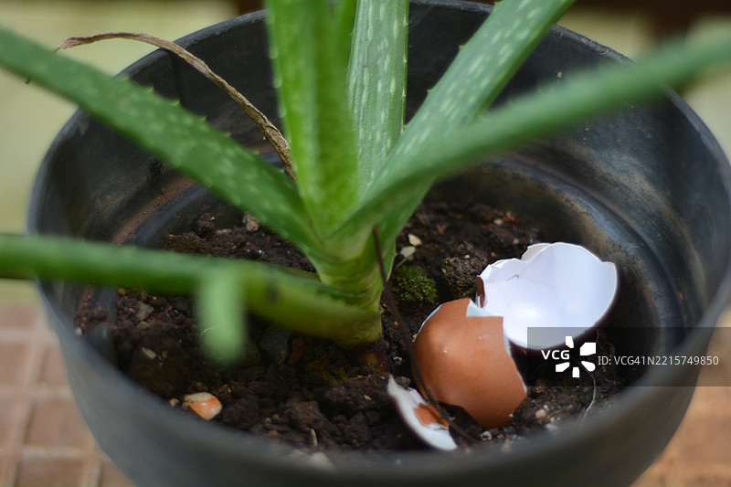 剩余的蛋壳作为芦荟盆栽植物的肥料图片素材