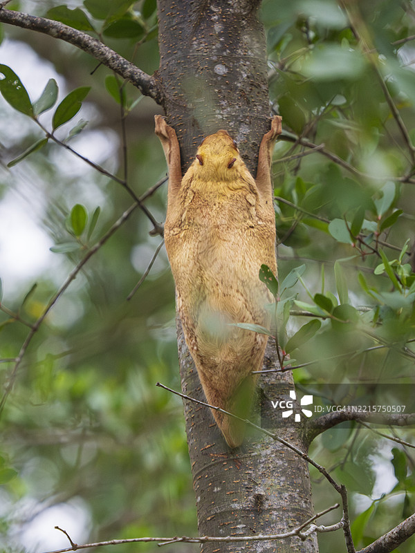 苏门答腊飞狐（Galeopterus variegatus）坐在树干上，婆罗洲图片素材