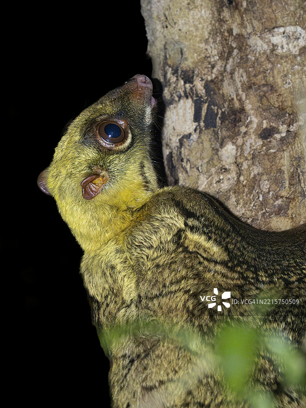 苏门答腊飞狐（Galeopterus variegatus）坐在树干上，婆罗洲图片素材