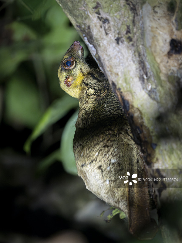 苏门答腊飞狐（Galeopterus variegatus）坐在树干上，婆罗洲图片素材