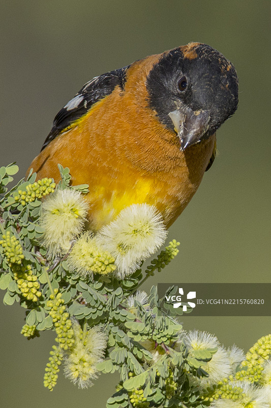 黑头粗嘴鸟雄性栖息在花朵上图片素材