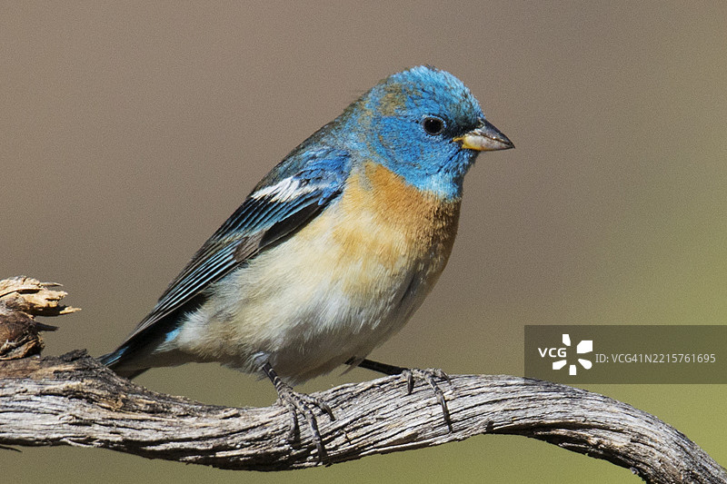 蓝色雀鸟雄性栖息图片素材