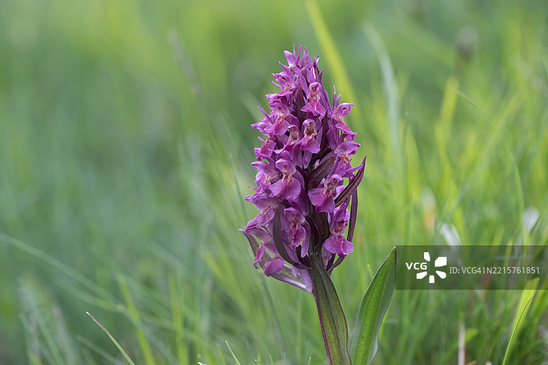 粉色的接骨木兰（Dactylorhiza sambucina）图片素材
