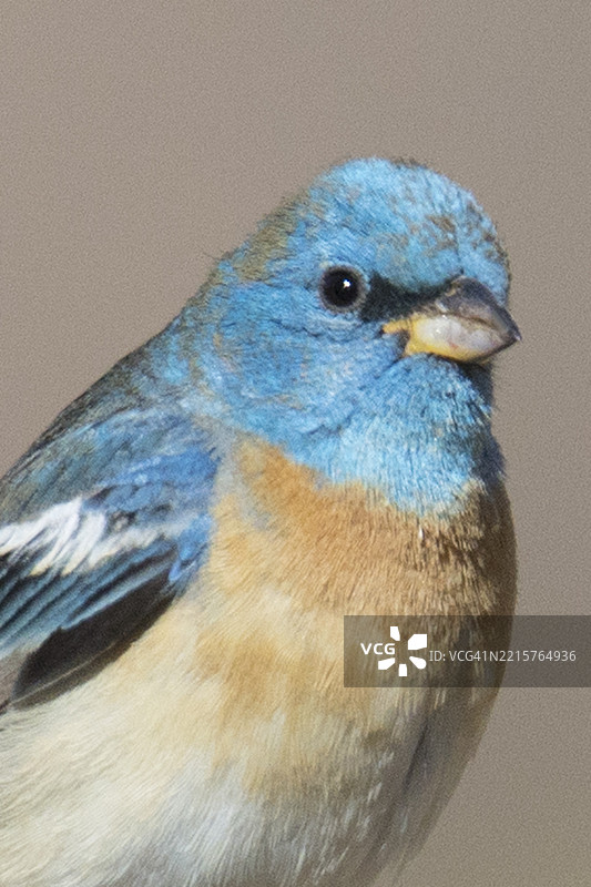 蓝色小雀雄性特写图片素材