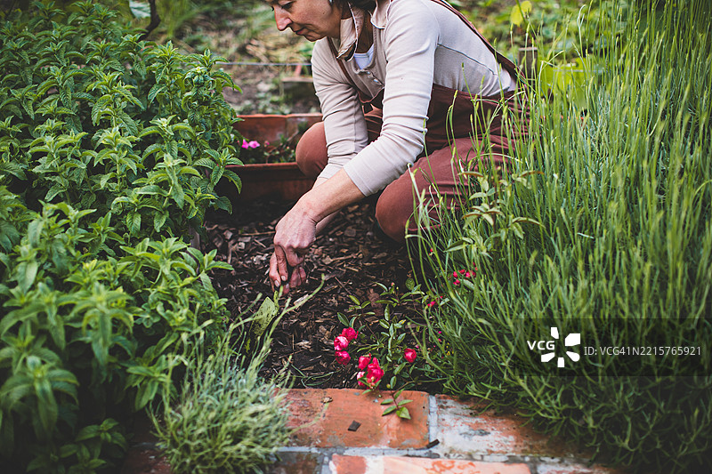 女人在后院挖土种植春天的花朵图片素材