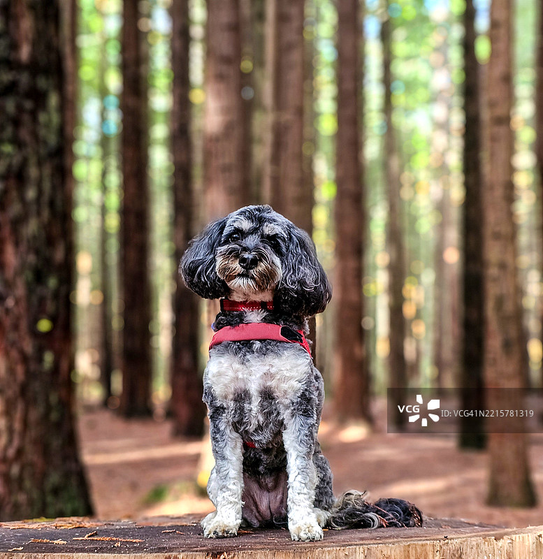 在红木森林中的卡瓦普犬图片素材