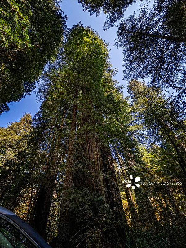 加利福尼亚红杉图片素材