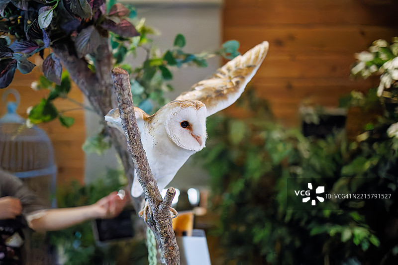 仓鸮，学名Tyto alba。图片素材