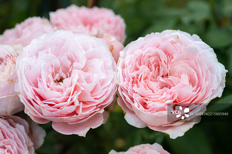 花园中盛开的美丽粉色玫瑰。图片素材