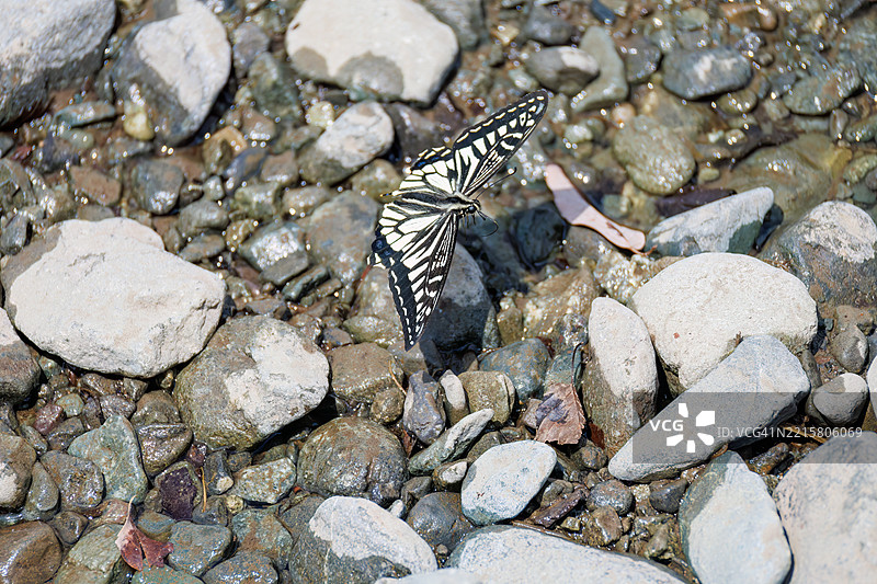 美丽的亚洲燕尾蝶（Papilionidae）图片素材