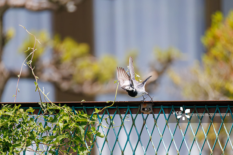 可爱的白鹡鸰 / 黑背鹡鸰（白鹡鸰，鹡鸰科）。图片素材