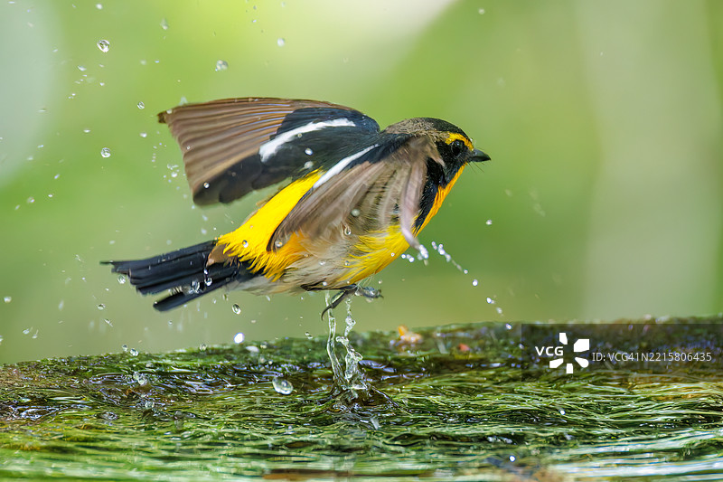 一对可爱的水仙鹟（Ficedula narcissina）在春天的水中洗澡。图片素材