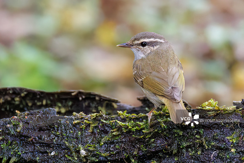 可爱的萨哈林柳莺，学名Phylloscopus borealoides，属于柳莺科，正在水盆中洗澡。图片素材