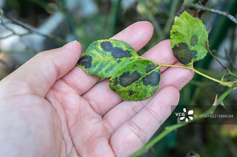 手握玫瑰叶子，出现黑斑问题。黑斑病是一种影响玫瑰的真菌病（Diplocarpon rosae）。图片素材