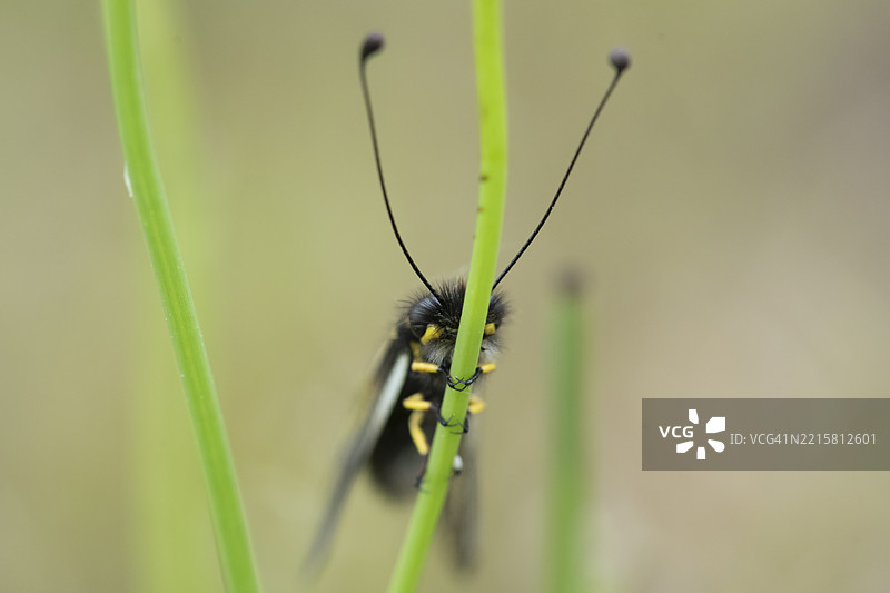 阿斯卡拉夫斯·兰布里（猫头鹰飞虫）栖息在草茎上图片素材