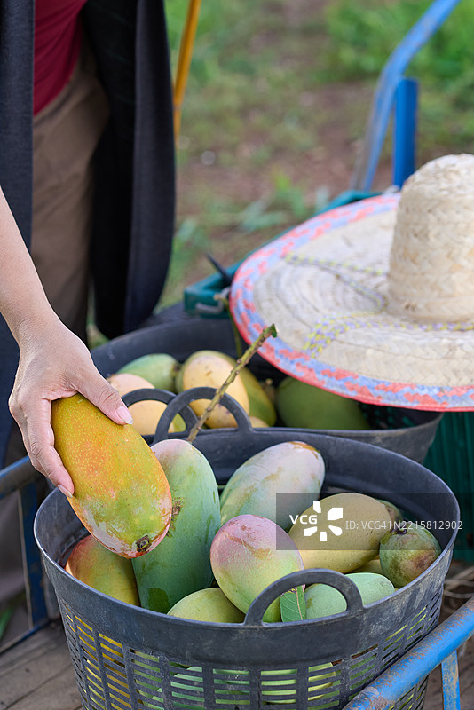 成熟的芒果在果园收获时采摘图片素材