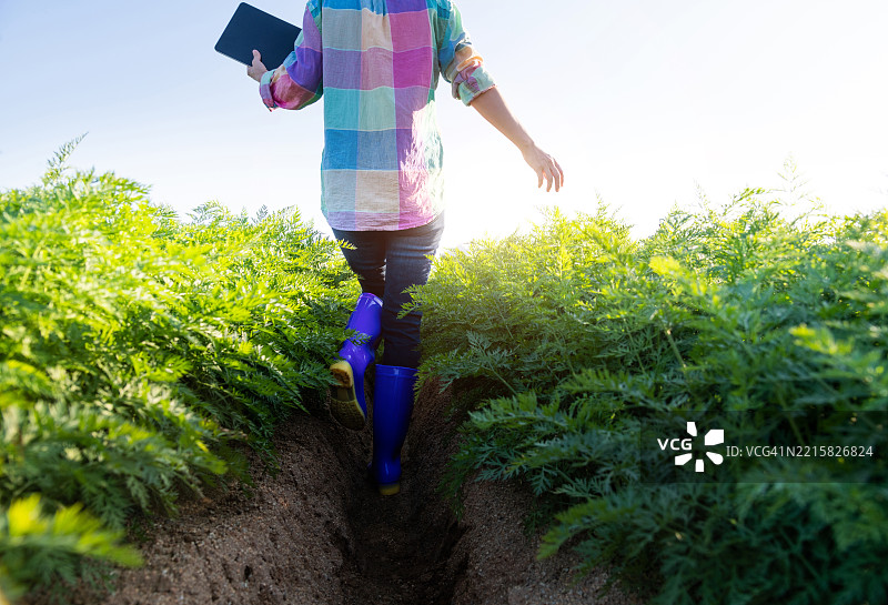 年轻女农民在胡萝卜农场使用平板电脑工作图片素材