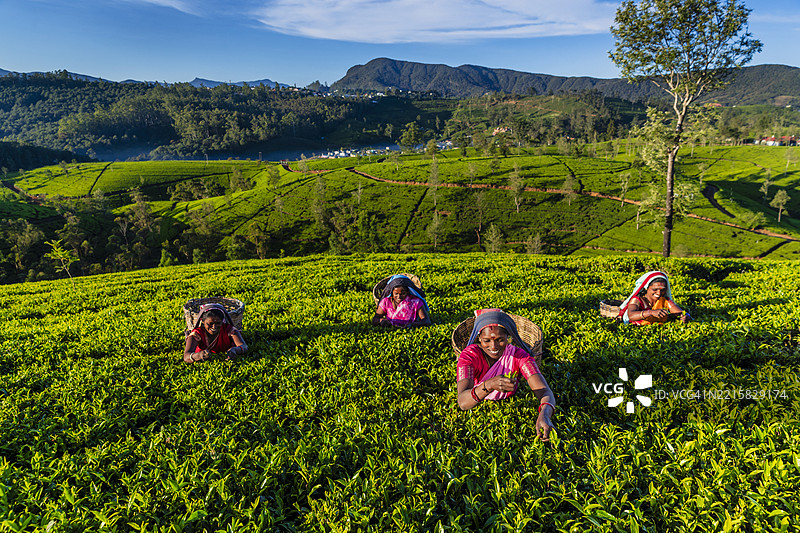 锡兰的泰米尔妇女在茶园采摘茶叶图片素材
