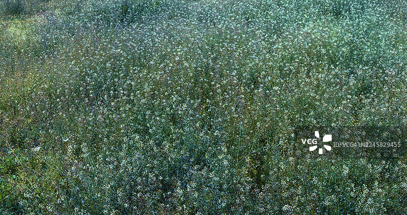 自然抽象背景的荠菜花朵图片素材