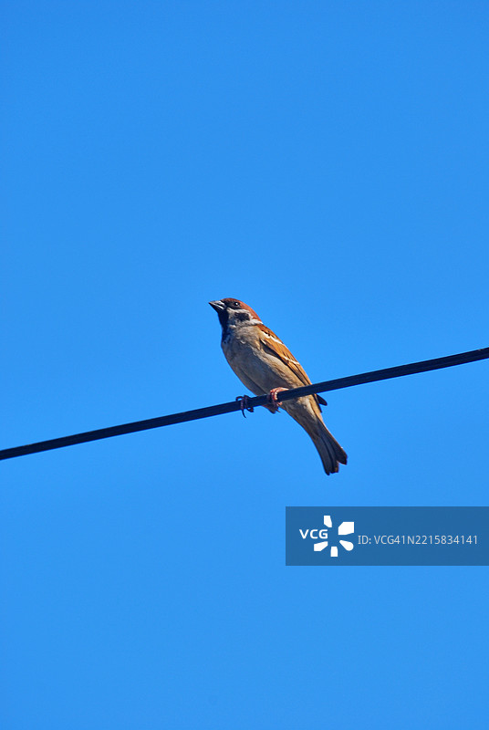 一只欧亚树雀，在菲律宾被称为“玛雅”鸟，栖息在城市地区的电线上。图片素材