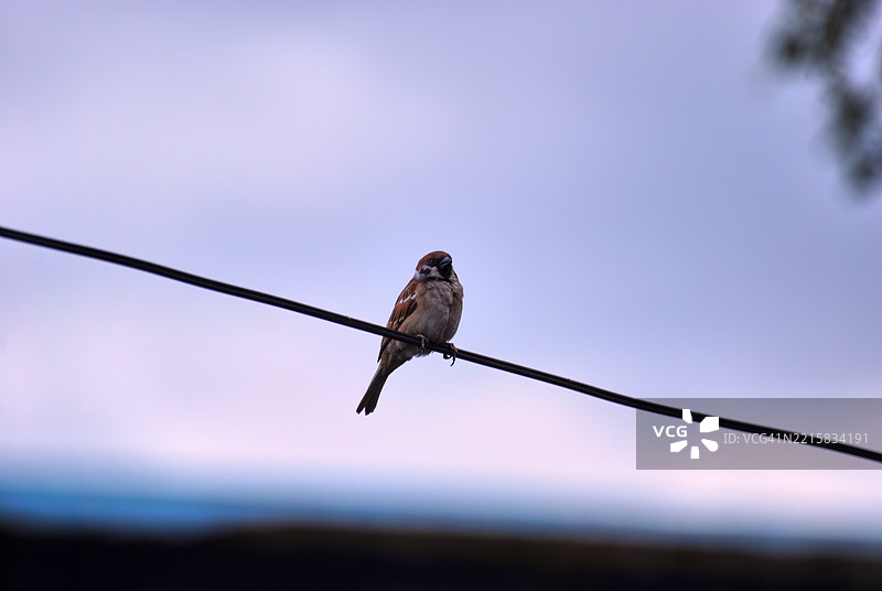 一只欧亚树雀，在菲律宾被称为“玛雅”鸟，栖息在城市地区的电线上。图片素材